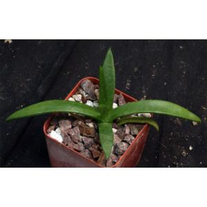 Glottiphyllum cruciatum 3-inch pots