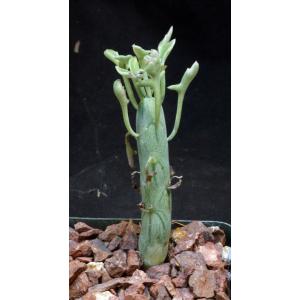 Kleinia articulata (variegated) 4-inch pots