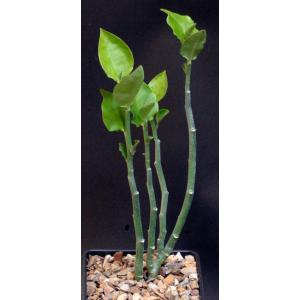 Pedilanthus sp. (Jalisco, Mexico) 5-inch pots