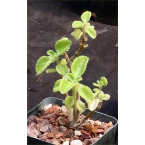 Plectranthus barbatus 4-inch pots