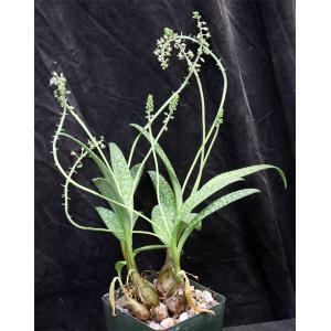 Scilla paucifolia 4-inch pots