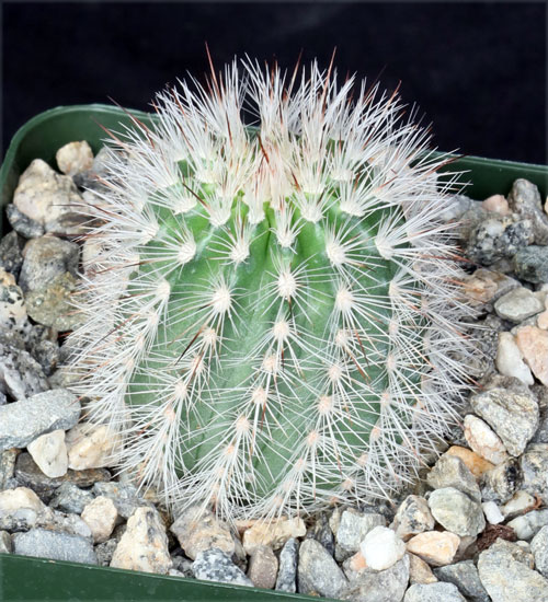 Echinocereus laui 4-inch pots, Arid Lands Greenhouses