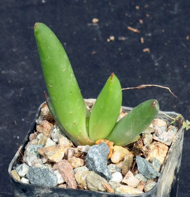 Aloe barbara-jeppeae 2-inch pots, Arid Lands Greenhouses
