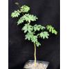 Acacia