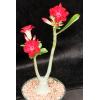 Adenium Tropica cultivars