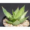 Agave C