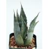 Agave P-R