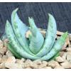 Aloe K