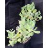 Cotyledon