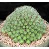 Deuterocohnia