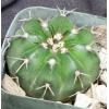 Cacti C-D