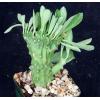 Crests-Variegates M-Z