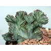 Crests-Variegates G-L