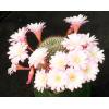Rebutia