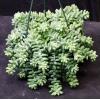 Sedum