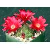 Sulcorebutia
