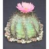 Echinocactus horizonthalonius