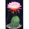 Trichocereus cultivars A-M