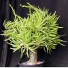 Tylecodon