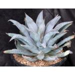 Mangave cv Inkblot 2-gallon pots