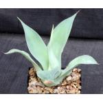 Agave vilmoriniana cv Blue Flame 5-inch pots
