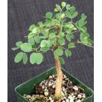 Acacia burkei 4-inch pots