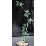 Acacia burkei 5-inch pots