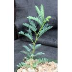 Acacia erioloba 4-inch pots