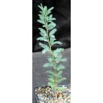 Acacia erioloba 5-inch pots