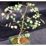 Acacia nigrescens 4-inch pots