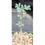 Acacia senegal 4-inch pots