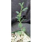 Acacia tortilis 4-inch pots