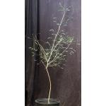 Acacia willardiana 2-gallon pots