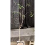 Acacia willardiana 3-gallon pots