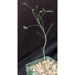 Acacia willardiana 4-inch pots