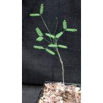 Acacia willardiana (ON 1000) 5-inch pots