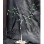 Acacia willardiana (ON 1000) one-gallon pots