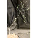 Acacia willardiana one-gallon pots