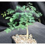 Acacia burkei 5-inch pots