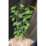 Acacia burkei one-gallon pots