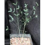 Acacia willardiana one-gallon pots