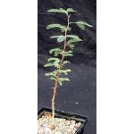 Acacia erioloba 5-inch pots