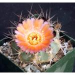 Acanthocalycium hoevenii 4-inch pots
