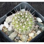 Acanthocalycium sp. aff. siniflorum 2-inch pots