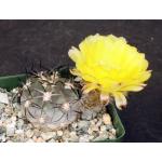 Acanthocalycium glaucum 4-inch pots