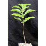 Adansonia digitata 5-inch pots