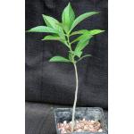 Adansonia digitata 5-inch pots
