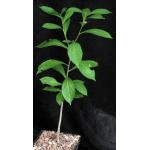 Adansonia digitata one-gallon pots