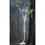 Adansonia rubrostipa 2-gallon pots