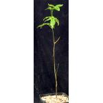 Adansonia suarezensis one-gallon pots